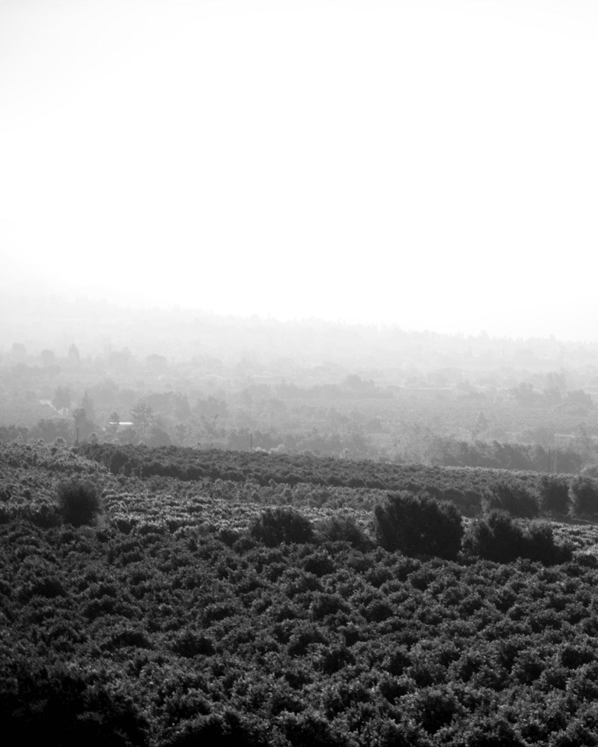 moody landscape image of fields showcasing differnt textures and vegitation in black, white and grey